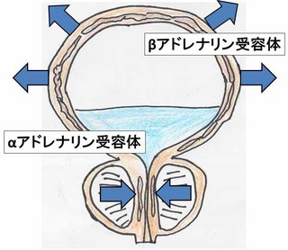 アドレナリン受容体.jpg