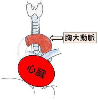 呼吸器の解剖.jpg