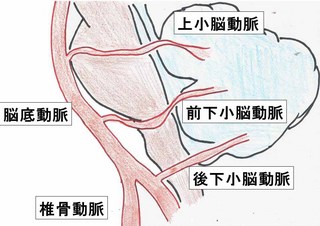 小脳の解剖.jpg