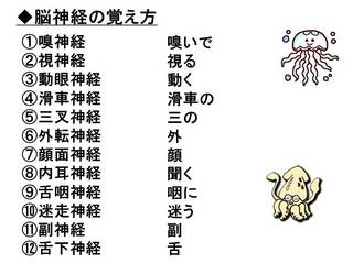 脳血管.jpg