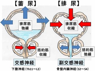 膀胱3.jpg