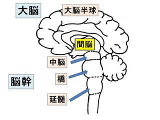 間脳.jpg