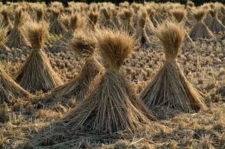 straw-230112_640.jpg